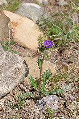 Phacelia ambigua