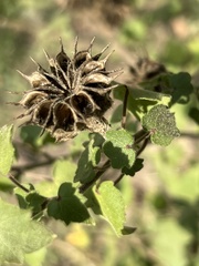 Pavonia lasiopetala
