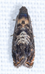 Grapholita prunivora