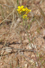 Physaria tenella