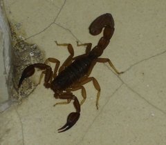 Thorellius intrepidus