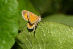 Stamnodes pauperaria