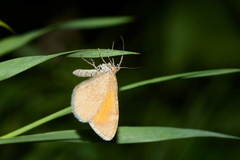 Stamnodes pauperaria