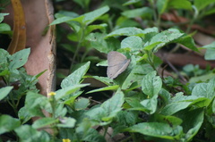 Cissia phronius