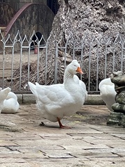 Anser anser domesticus