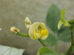 Vigna radiata