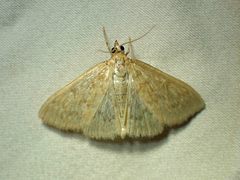 Framinghamia helvalis