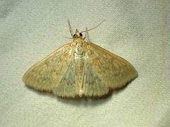Framinghamia helvalis