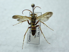 Poecilopompilus interruptus