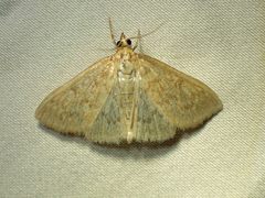 Framinghamia helvalis