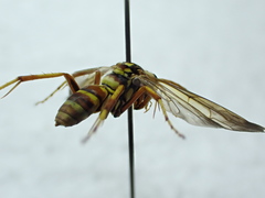 Poecilopompilus interruptus