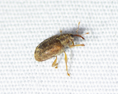 Lignyodes bischoffi