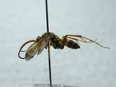 Poecilopompilus interruptus