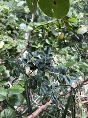 Zanthoxylum punctatum