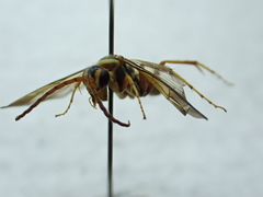 Poecilopompilus interruptus