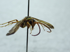 Poecilopompilus interruptus