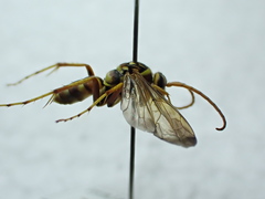 Poecilopompilus interruptus