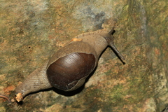 Megaustenia imperator