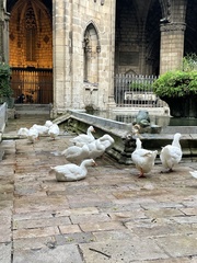 Anser anser domesticus