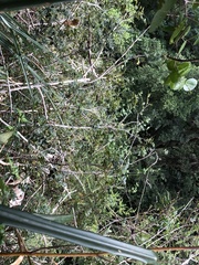 Zanthoxylum punctatum