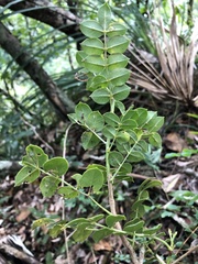 Zanthoxylum punctatum