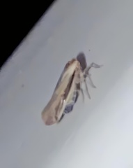 Omolicna