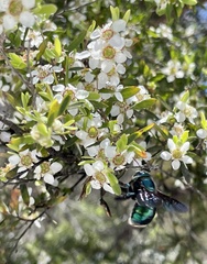 Xylocopa bombylans