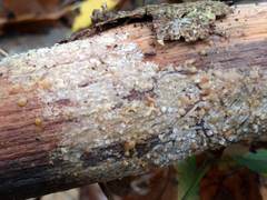 Radulomyces confluens