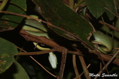 Boiga cyanea