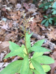 Lysimachia clethroides