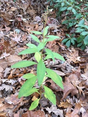 Lysimachia clethroides