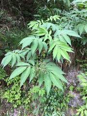 Sambucus sieboldiana