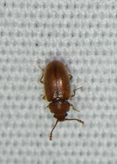 Cryptophagidae