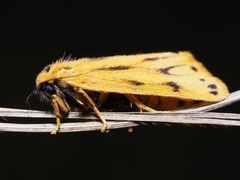Setina aurita