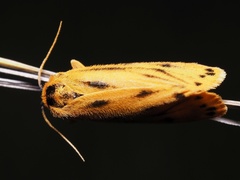 Setina aurita