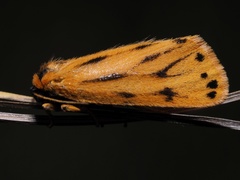 Setina aurita