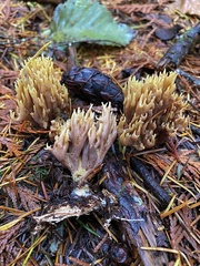 Ramaria apiculata