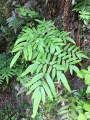 Osmunda japonica