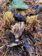 Ramaria apiculata