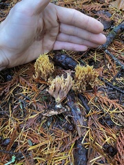 Ramaria apiculata
