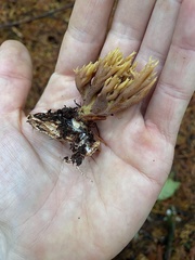 Ramaria apiculata