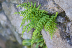 Woodsia caucasica