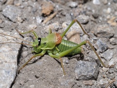 Ephippiger terrestris