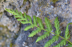 Woodsia caucasica