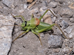 Ephippiger terrestris