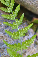 Woodsia caucasica