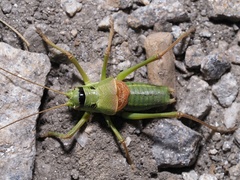 Ephippiger terrestris