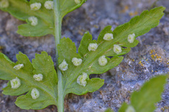 Woodsia caucasica