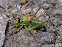 Ephippiger terrestris