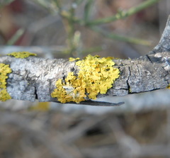Xanthoria parietina